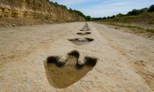 В карьере Оксфордшира нашли крупнейшее скопление следов динозавров — Earth