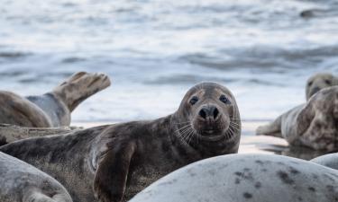 Тюлени продолжают защищать детёнышей после их гибели —  биолог Сперу