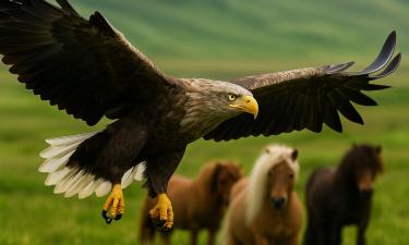 Шетландские пони испаряются в воздухе: версия о морских орлах потрясла Шотландию