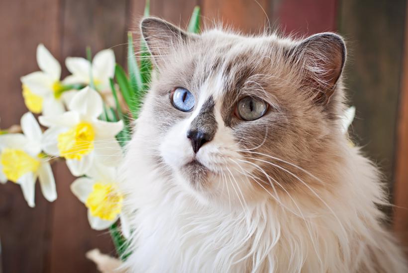 Кошка породы невская маскарадная