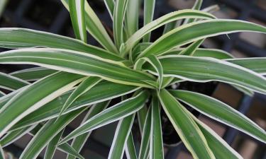 В зимний период полив хлорофитума нужно сократить до одного раза в 10 дней — Actualno