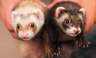 Эксперты рассказали, что нужно знать, прежде чем завести дома хорька