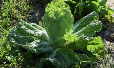 Как вырастить пекинскую капусту до первых заморозков: советы по срокам и уходу