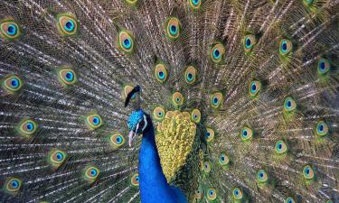 Новый сериал от зоопарка для уставших москвичей: оторваться от экрана просто невозможно