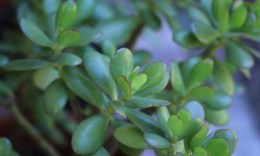 Денежное дерево растёт только у терпеливых: секреты ухода, которые приносят богатство