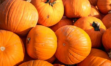 Сбор незрелой тыквы снижает срок хранения, сообщает Mein Schoener Garten