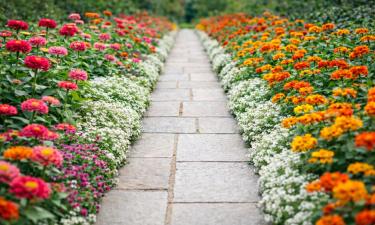 Настурция подавляет сорняки вдоль садовых дорожек