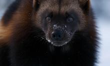 Призрак тайги с челюстями добермана: маленький зверь заставляет медведей бросать добычу и бежать