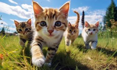 Фото животного в чате запускает цепную реакцию, о которой вы не догадывались