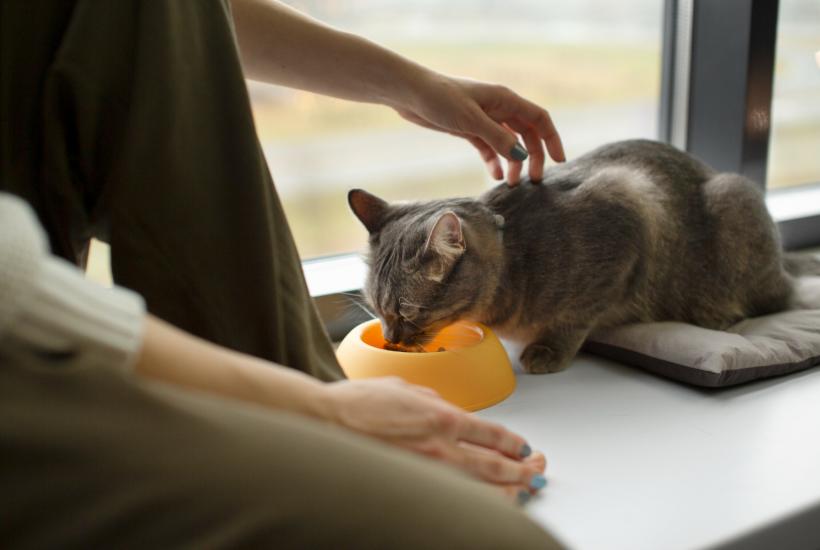 Кормление кошек Кормление кошек