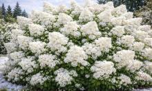 Сирень — мгновение красоты: эти кустарники создают эффект мягкого облака надолго