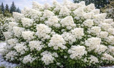 Сирень — мгновение красоты: эти кустарники создают эффект мягкого облака надолго