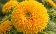 Плюшевая игрушка поселилась на клумбе: этот цветок распускает помпоны вместо лепестков