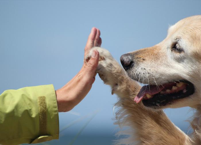 Зрение собаки: каким видят мир четырёхлапые