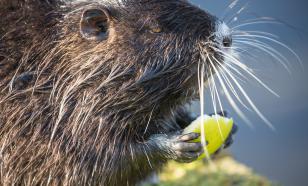 В центре Петербурга обнаружили живого бобра