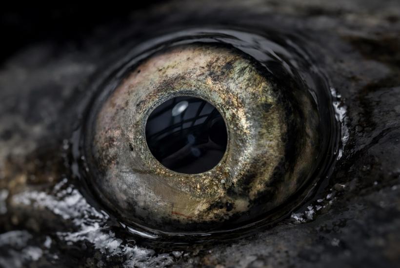 Глаз рыбы крупным планом