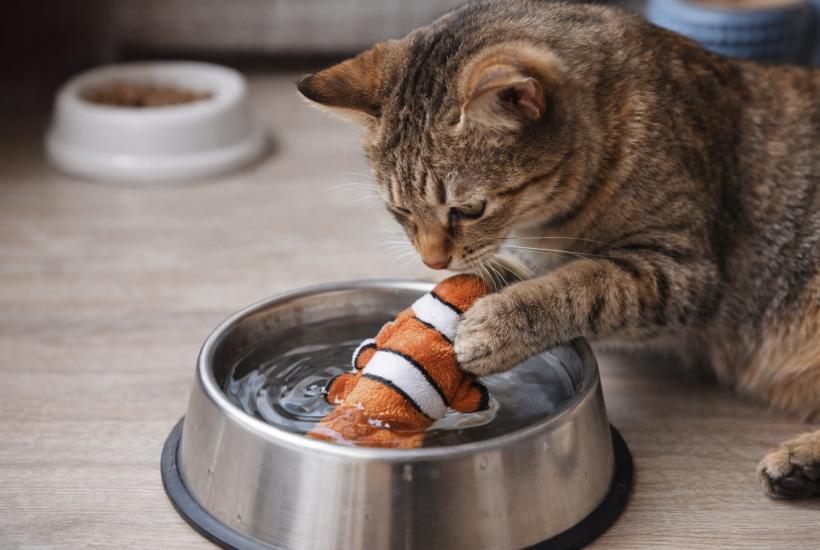 Кошка уронила игрушку в миску с водой