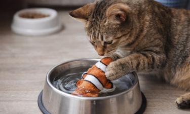 Кошки прячут игрушки в воде как ценную добычу — зоопсихолог Бет Макгонигал