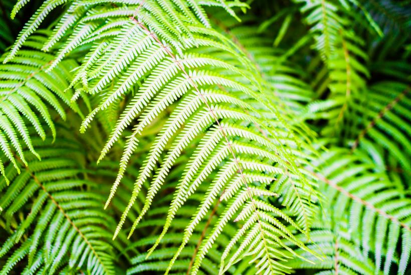 Папоротник