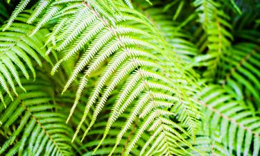 Подкормка папоротника йогуртом зимой помогает восстановить листья