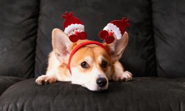 Страх фейерверков у собак связан с чувствительным слухом и запахами — мнение кинолога