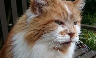 Пять ранних признаков рака у домашних животных, которые должны знать все владельцы