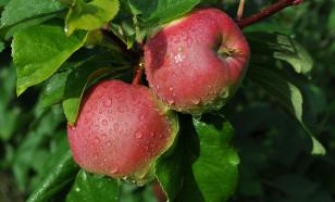 Фруктовые и ягодные растения обрабатывать необходимо