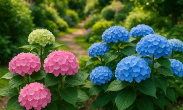 Цвет гортензии напрямую зависит от кислотности почвы грунта — ouest-france