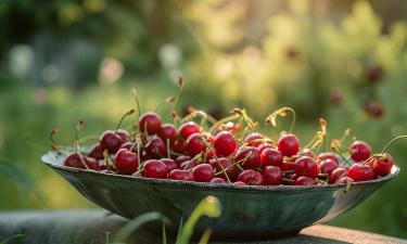 Вырастить вишню из косточки и не ошибиться с сортом — что важно знать садоводам