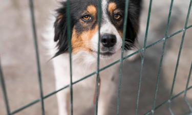 Активисты сообщили об угрозе усыпления более 100 собак в ПВС на Ставрополье