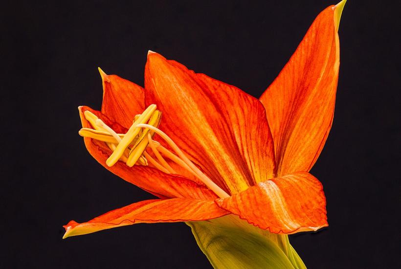 Гиппеаструм