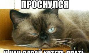 Эксперт рассказал, что мемы могут вызвать зависимость