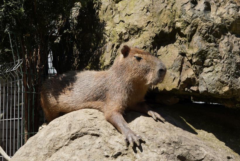 Капибара на курорте Роза Хутор
