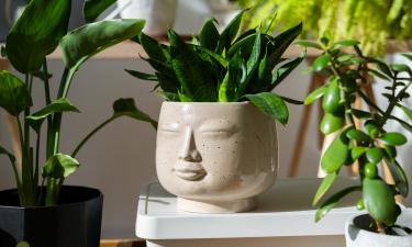 Приятное соседство с природой: растения, которые сделают ваш сон глубоким и восстанавливающим