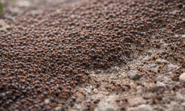 Суперколония аргентинских муравьёв в Европе насчитывает 500 млрд особей