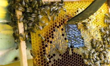 Печальные статистики: 130 видов растений под угрозой из-за гибели пчёл