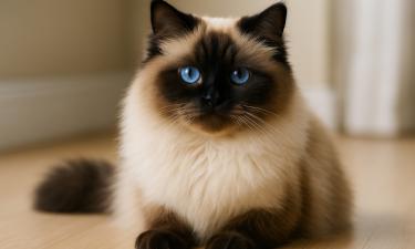 Дискомфорт кошки при затяжном зрительном контакте выявили зоологи