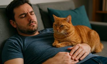 Владельцы котов реже страдают от инсультов — шотландские ученые