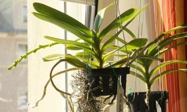 Пересадка с делением сняла перегрузку корней у орхидей — Mein Schoener Garten