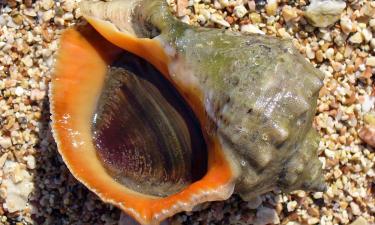 Лидер по вылову: как моллюск рапана превращает Азовское море в свою вотчину