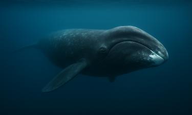 Киты — древние пришельцы из суши: кто научил их говорить и слышать сквозь воду