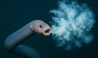 Глаза миксин деградировали при переходе к ночному образу