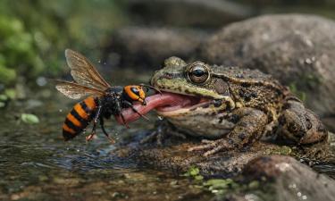 Прудовые лягушки поедают шершней без отравления — данные Университета Кобе