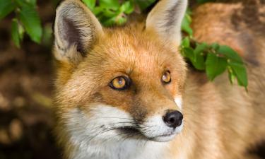 Лисы атаковали миллиардный проект Google: что происходит в саду на крыше небоскрёба