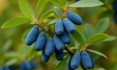 Исследователи определили, когда жимолость приживается лучше всего