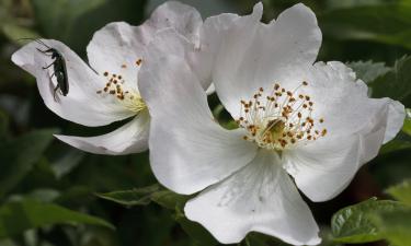 Цветки шиповника сработали как магнит для опылителей — Ciceksel