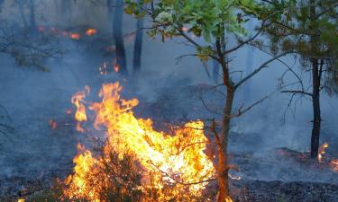 Казаки пришли на помощь в тушении лесных пожаров в Крыму