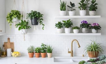 Потос адаптируется к разному освещению и подходит для кухни