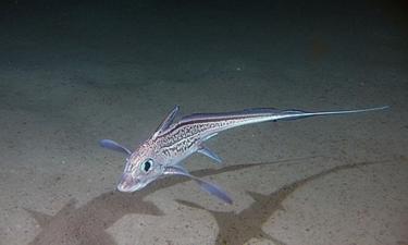 Жуткий гибрид морей России: яд этой твари способен растворять кровь изнутри