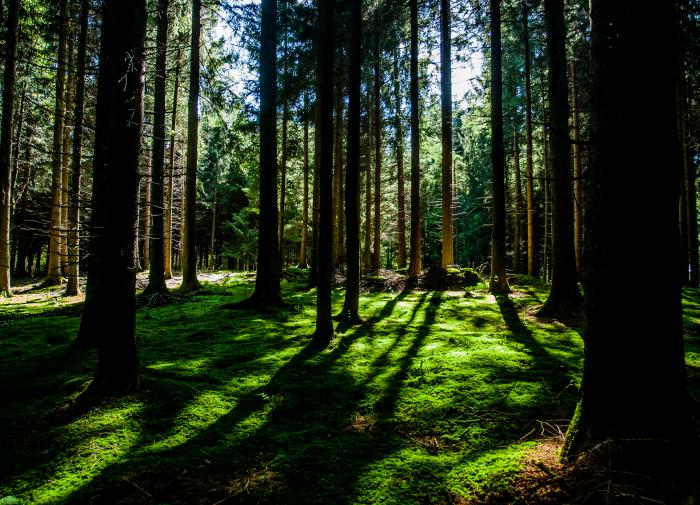 Леса могут расти медленнее, чем ожидалось, поскольку уровень CO2 растет